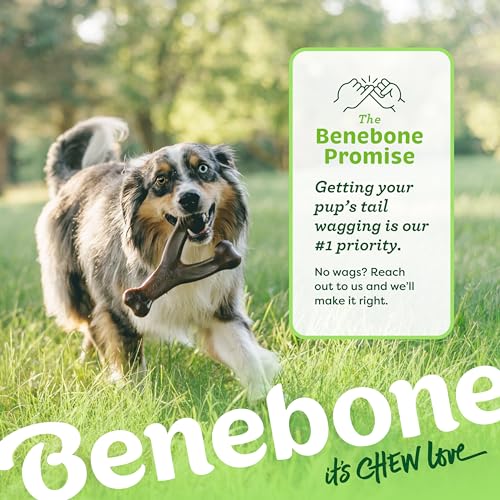 Benebone Wishbone Durable Dog Chew Toy for Aggressive Chewers, Real Bacon, Made in USA, Medium
